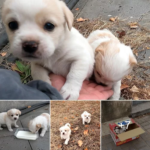 Compassionate Concern for Stranded Dogs: Extending a Helping Paw Across the Road